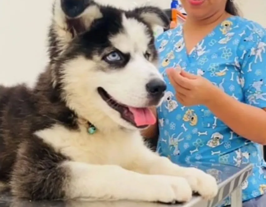 Veterinaria atendiendo a un husky en la clínica CoraVet
