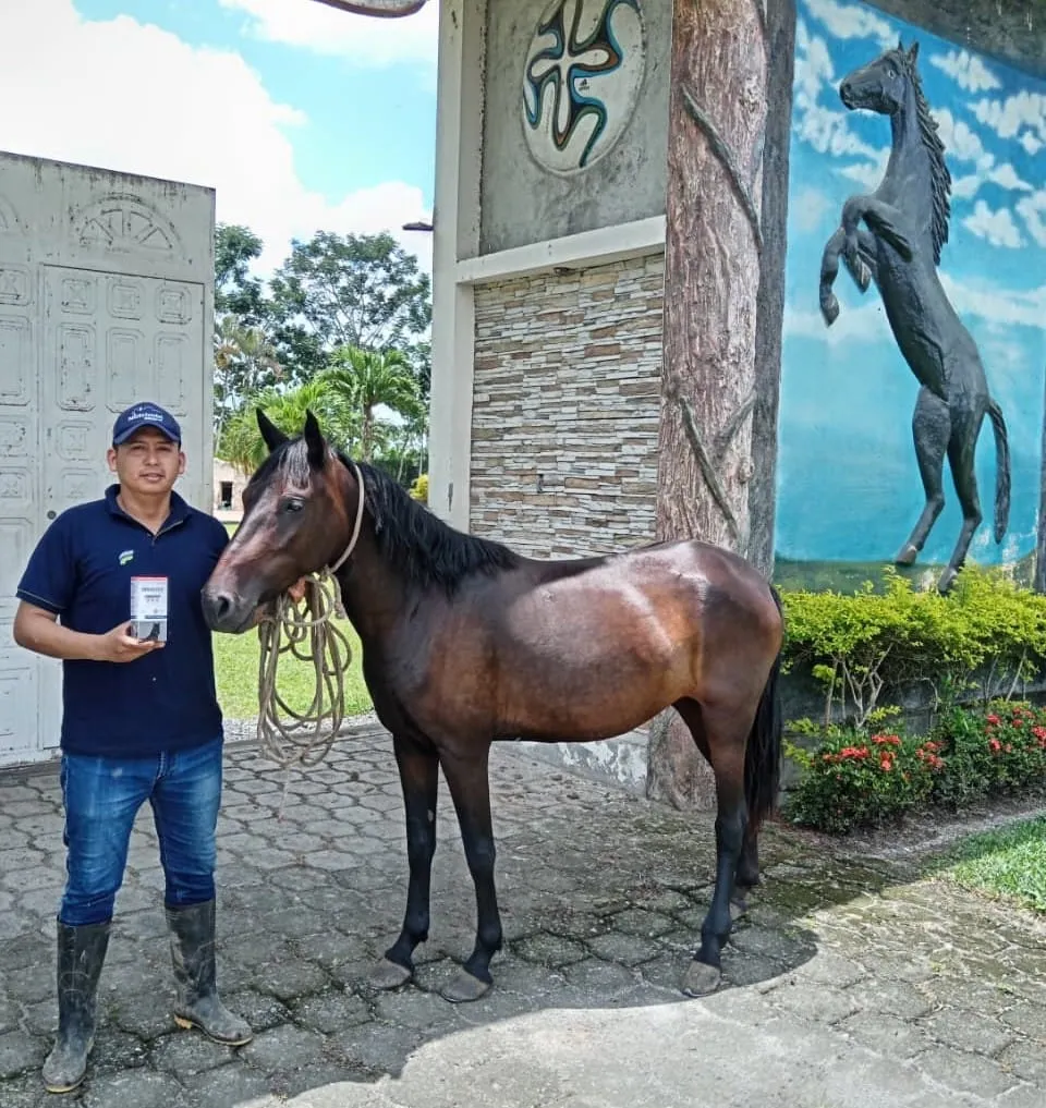 Veterinario con caballo en una consulta a domicilio