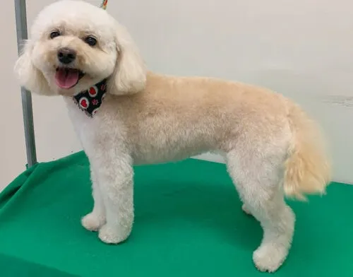 French poodle con corte de pelo profesional